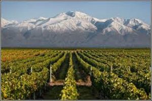 Argentinian vineyards and the Andes 725