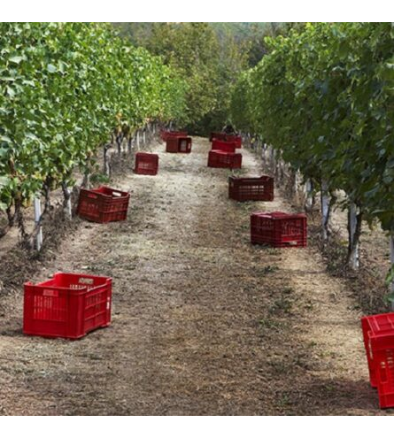 Il Cascinone Vineyards, Piemonte 499