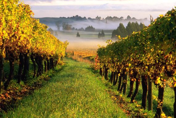 Wines of New Zealand Tasting - taste their distinctive and diverse flavours - SOLD OUT!!